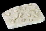 Mississippian Cuneate Coral (Neozaphrentis) Fossils - Arkansas #148667-3